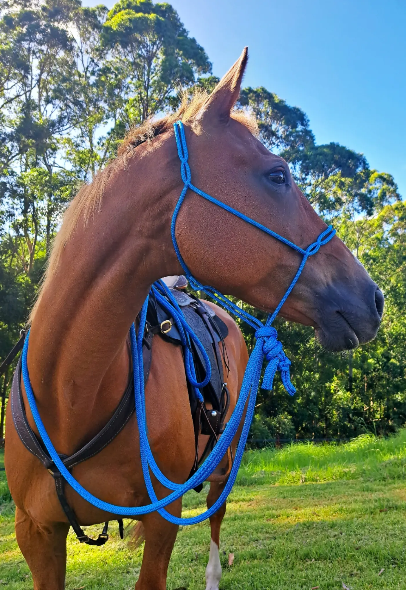 Hard Rope Hackamore Hackamore Spliced Rope Halter — Tans | Premium Horse Gear NZ